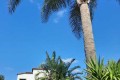 Palmera